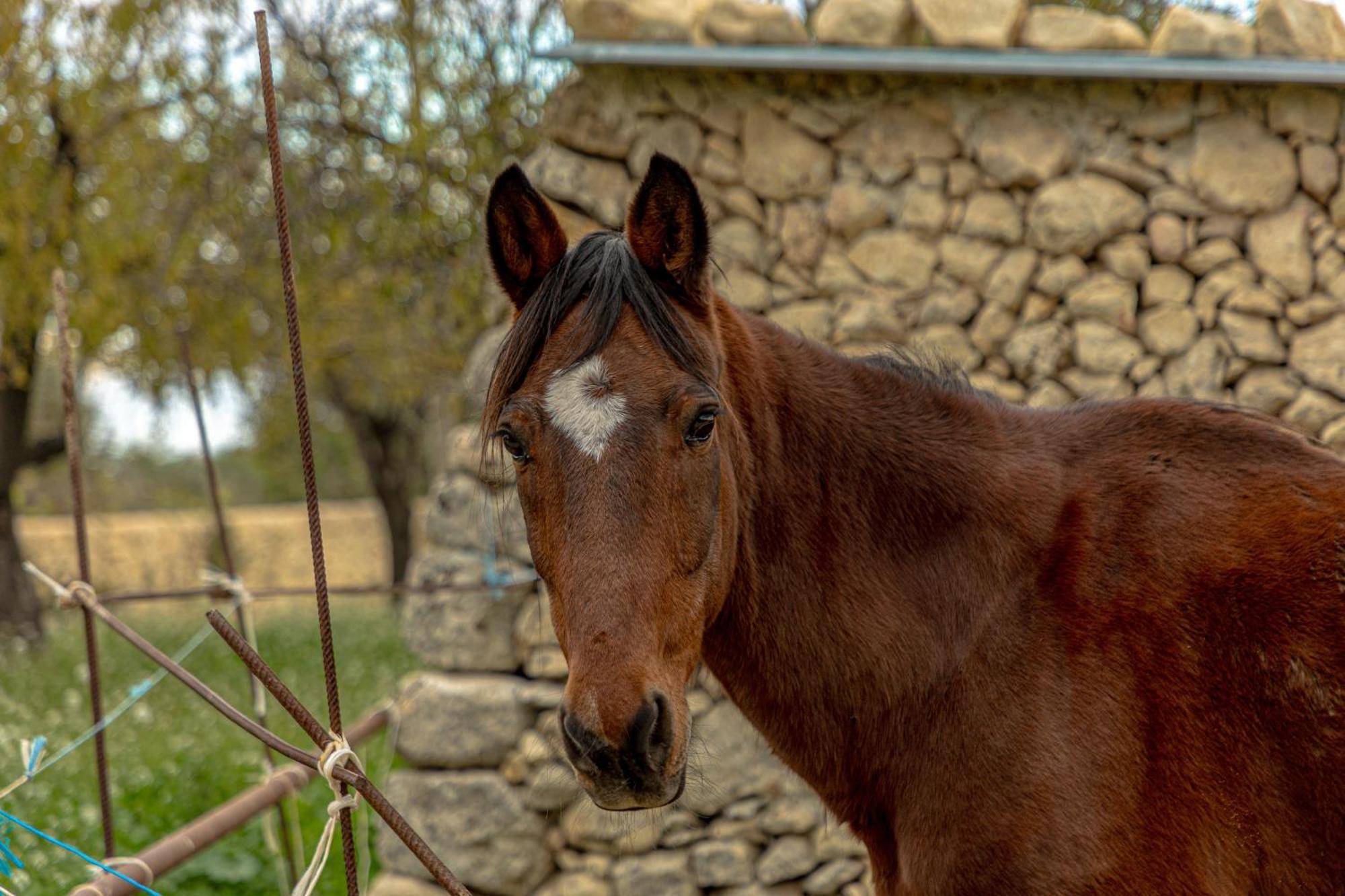 נוטו Masseria Usamborgia מראה חיצוני תמונה